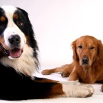 L’importanza della Pet Therapy
