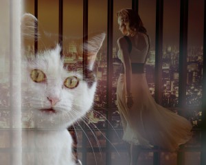 cat-891809_1280(1)
